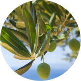 Olive leaf